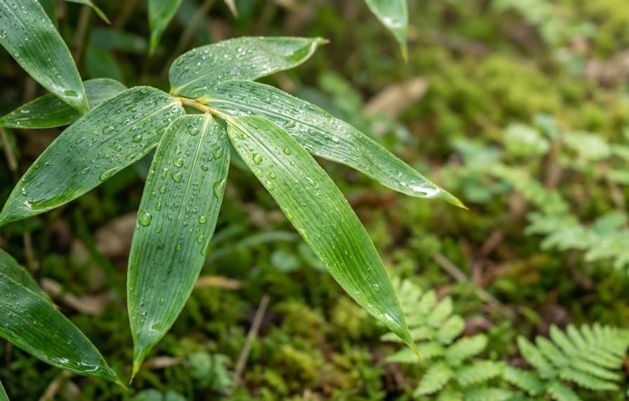 熊笹が秘める驚きの効果と効能：古くから愛される健康パワー