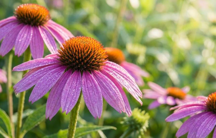 健康維持に役立つエキナセアの代表的なメリット